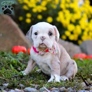 Mila, Beabull Puppy